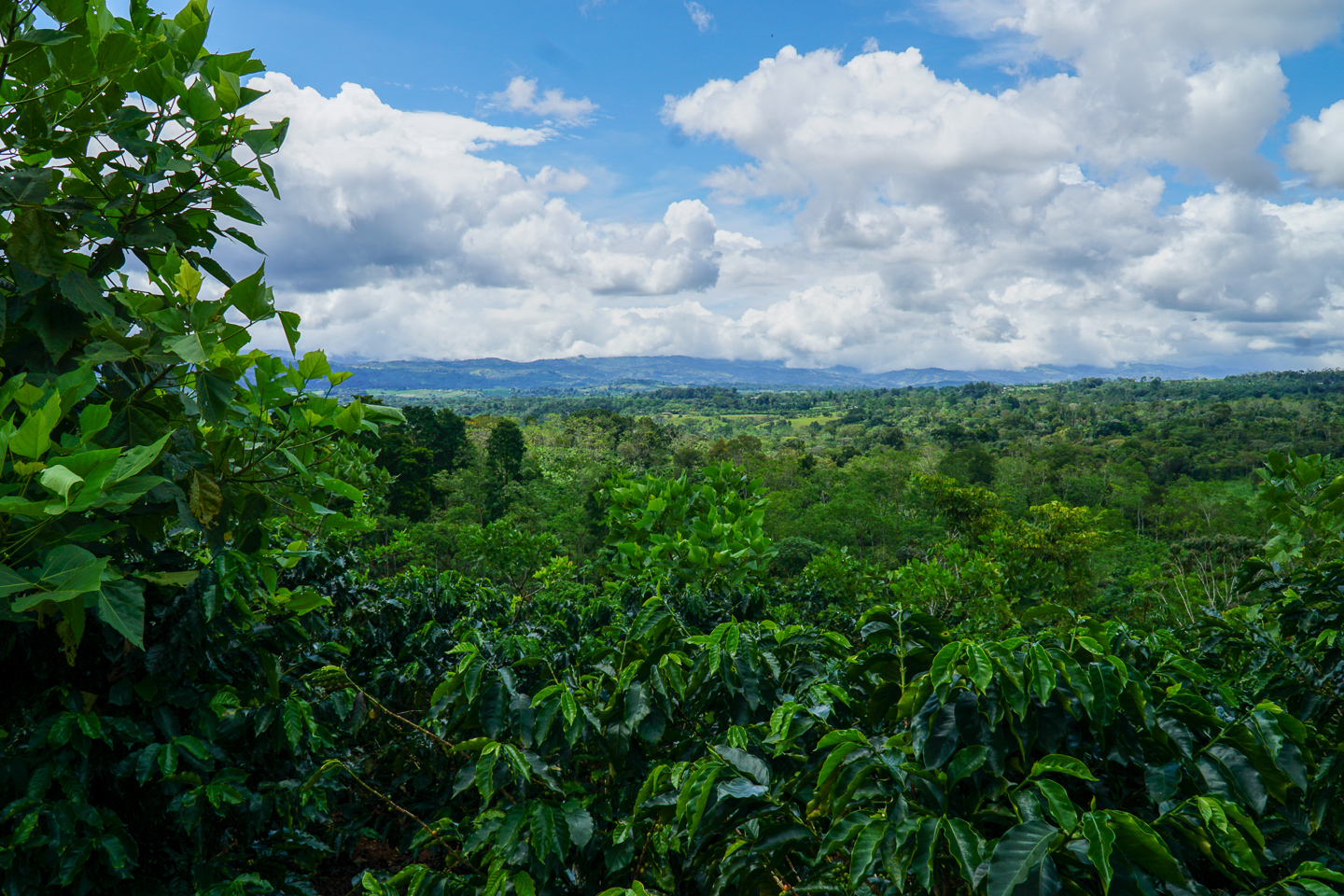 0 bed Land For Sale in Perez Zeledon, San Jose - thumb 17