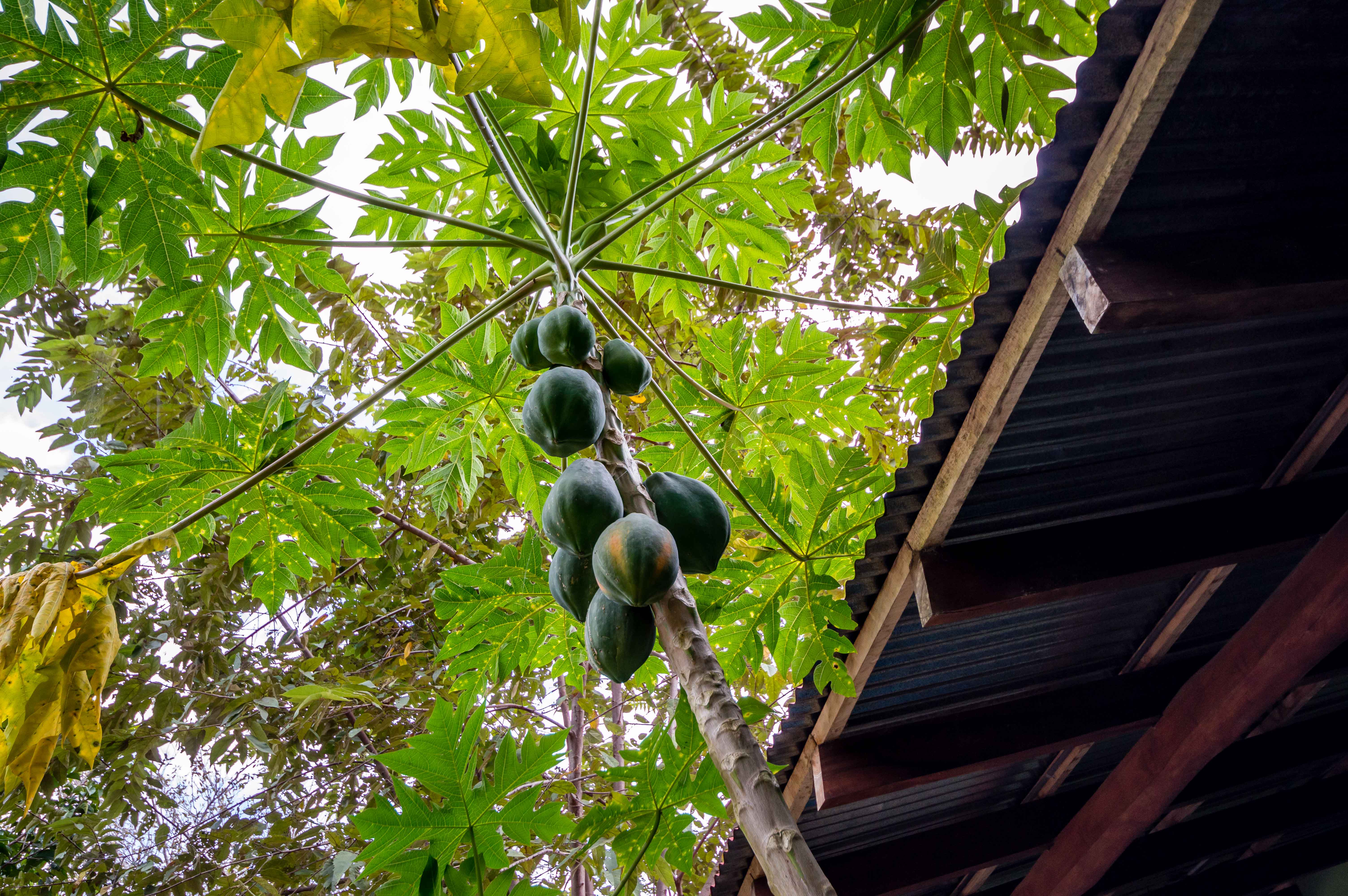 1 bed Single Family Homes For Sale in Playa Carrillo, Guanacaste - thumb 25