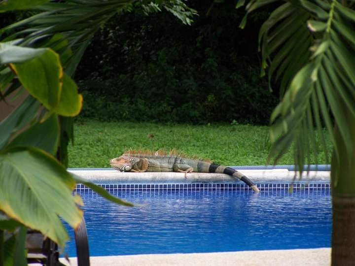 2 bed Single Family Homes For Sale in Samara, Guanacaste - thumb 18