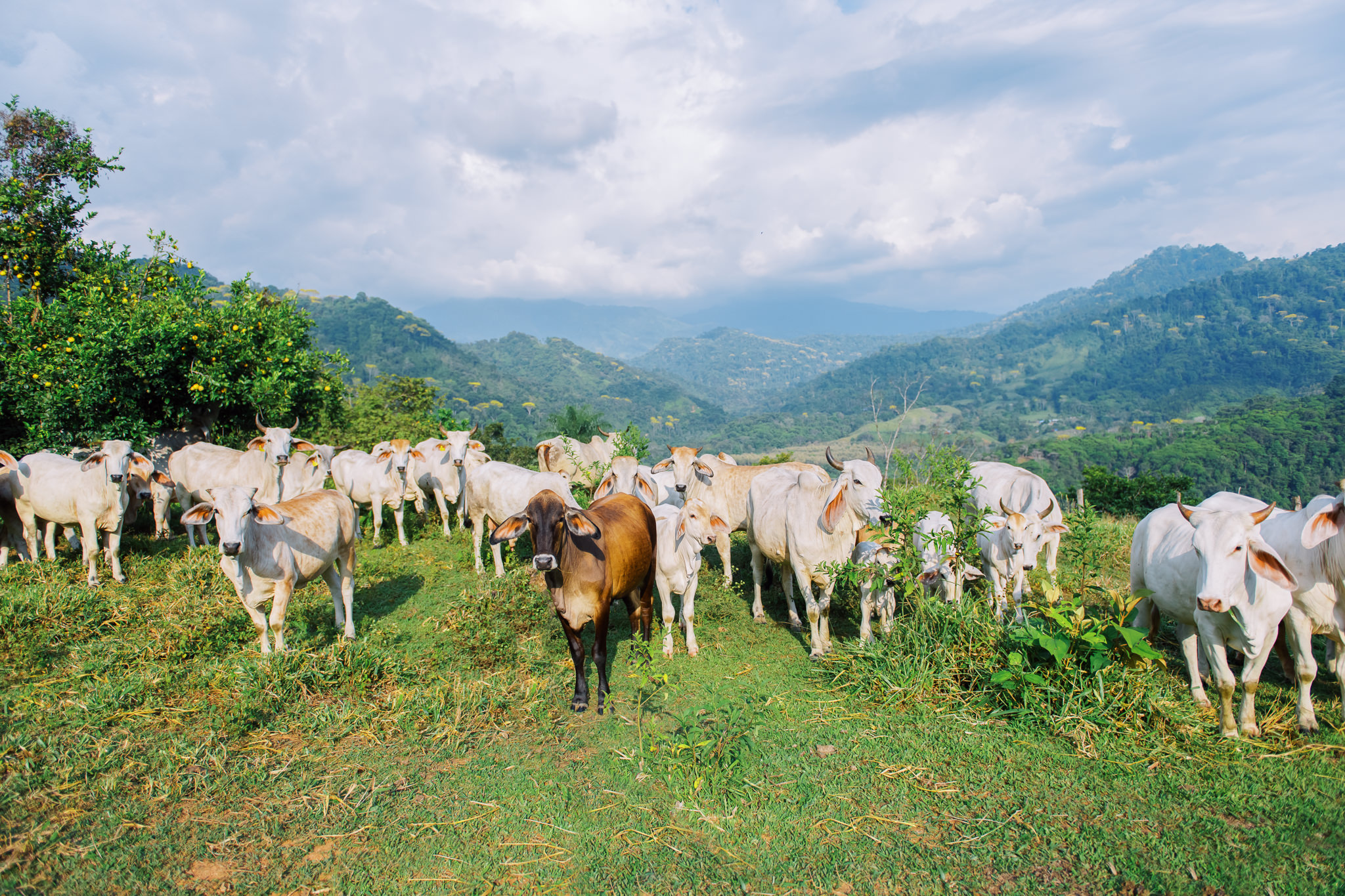 1 bed Land For Sale in Quepos, Puntarenas - thumb 11