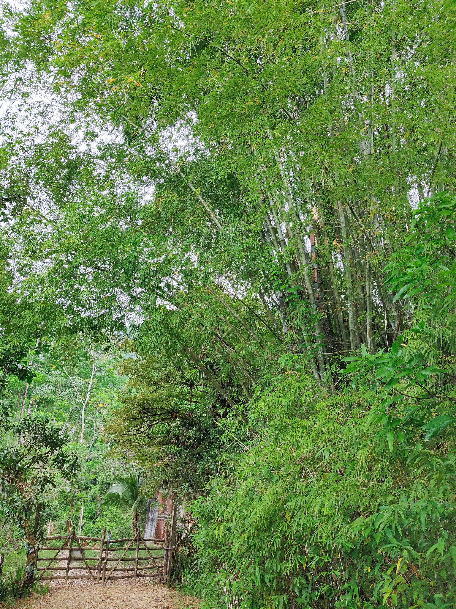 1 bed Land For Sale in Quepos, Puntarenas - thumb 5