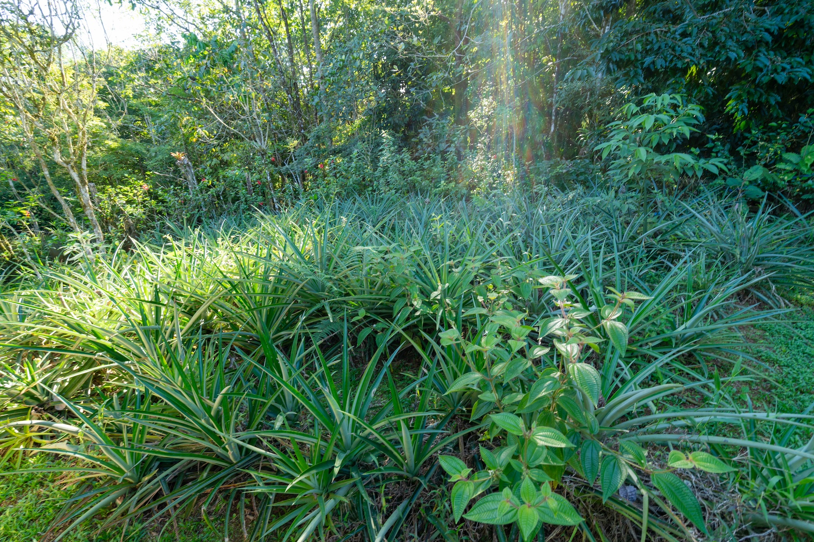 6 bed Hotel / Leisure For Sale in Dominical, Puntarenas - thumb 24