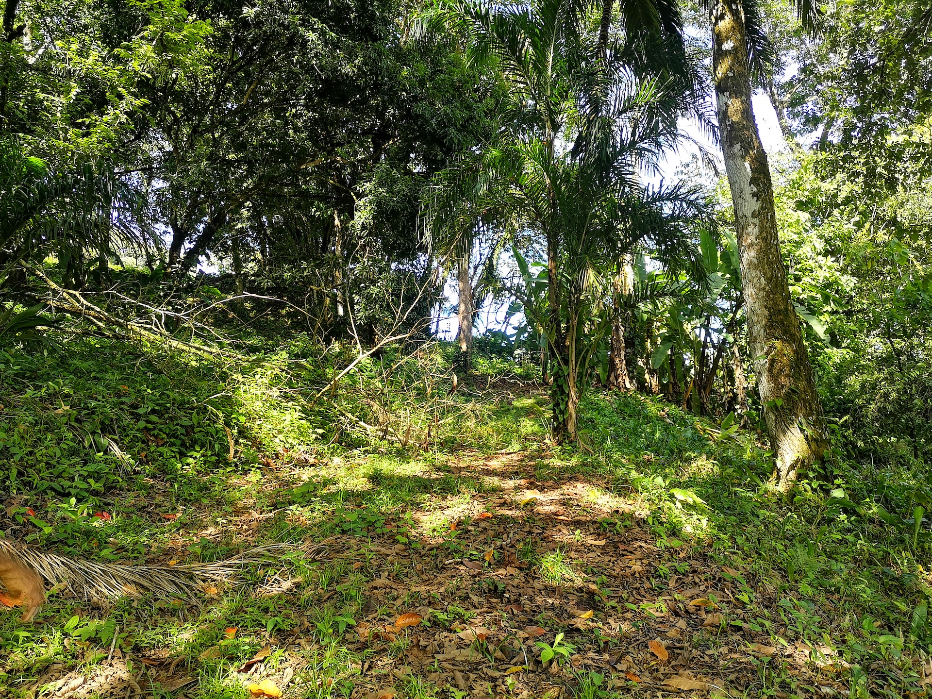 0 bed Land For Sale in Uvita, Puntarenas - thumb 8