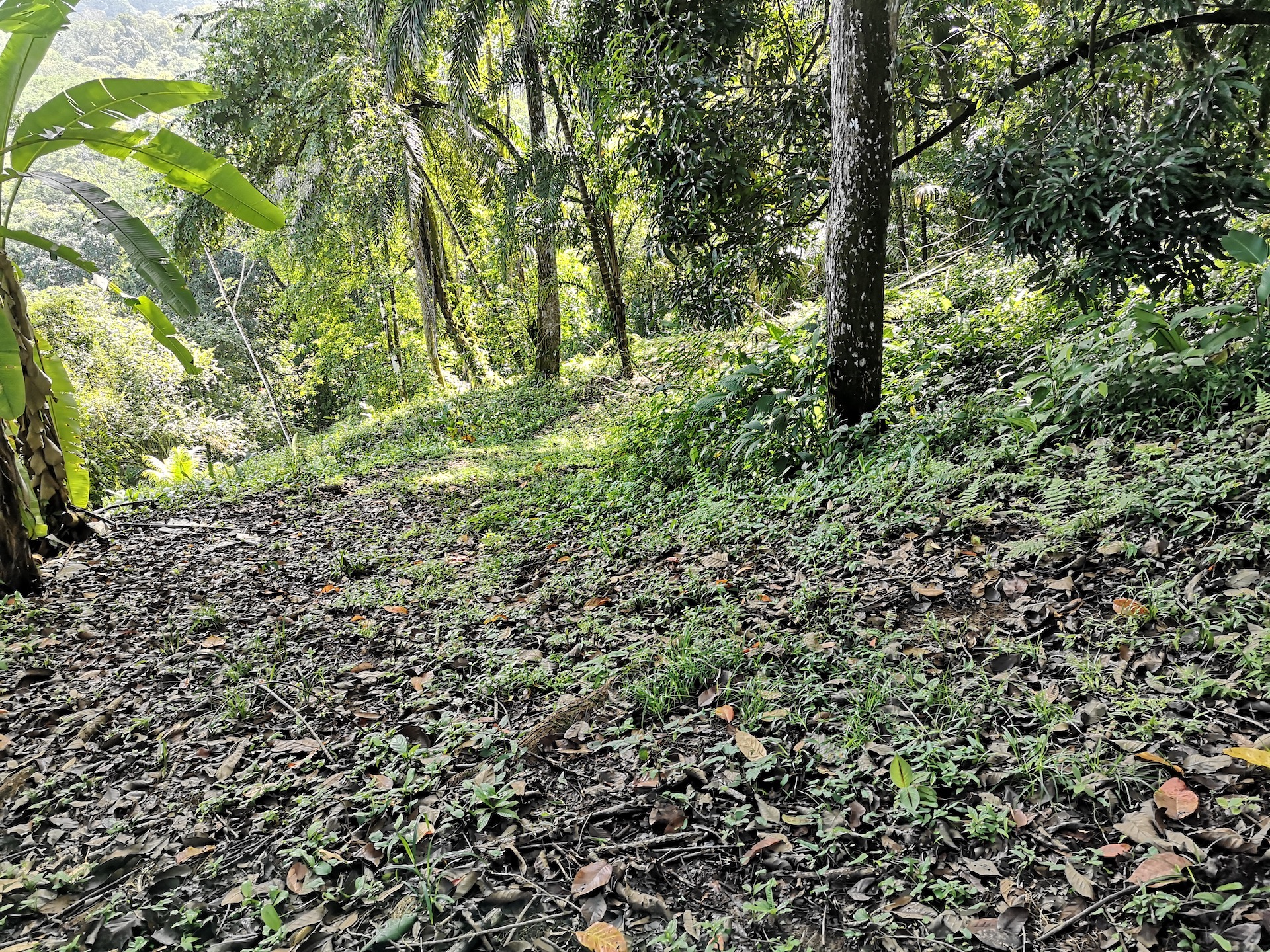 0 bed Land For Sale in Uvita, Puntarenas - thumb 9
