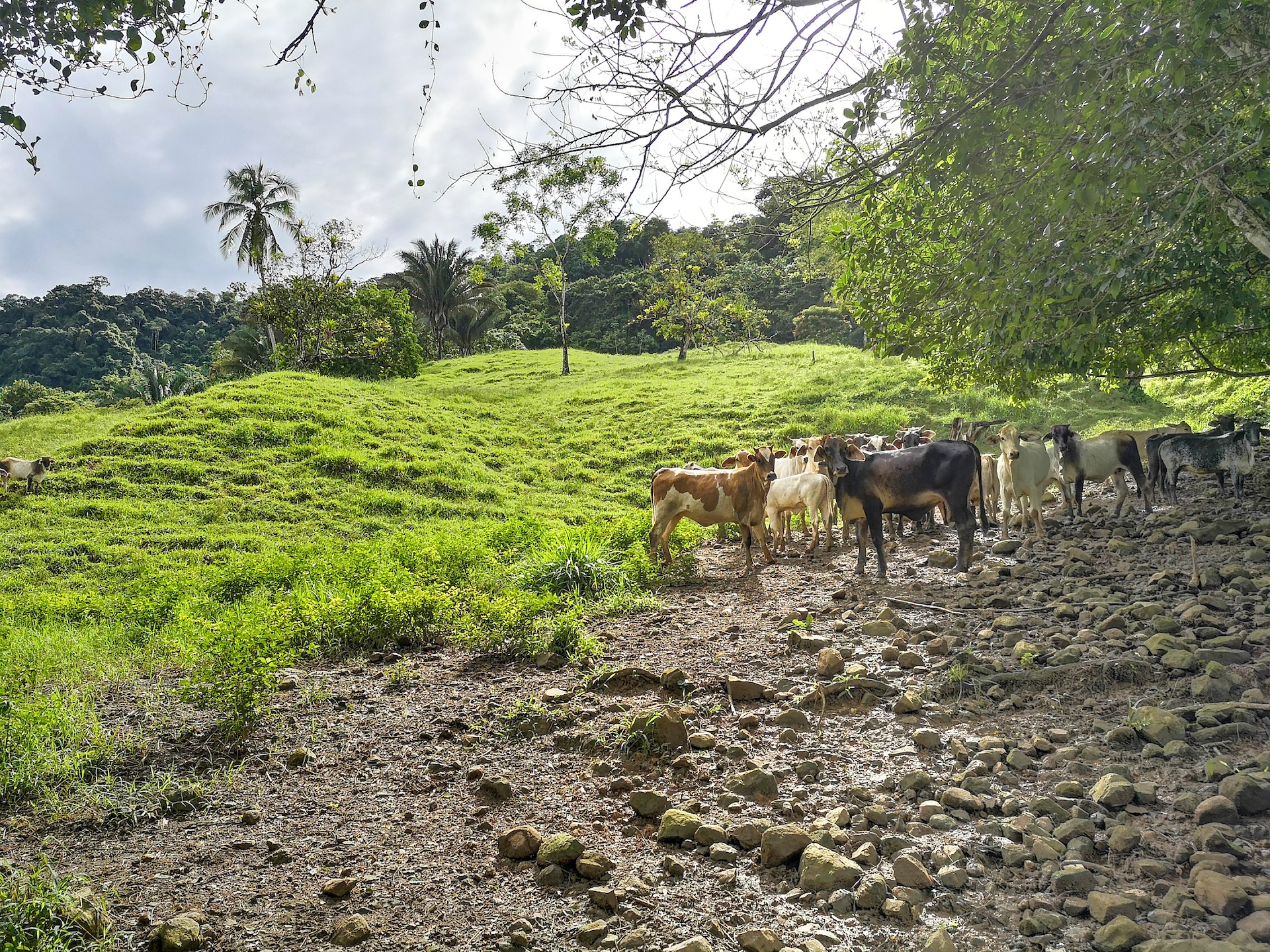 0 bed Land For Sale in Dominical, Puntarenas - thumb 6