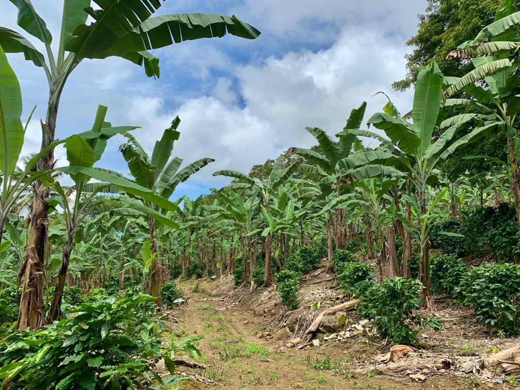 0 bed Land For Sale in Uvita, Puntarenas - thumb 5
