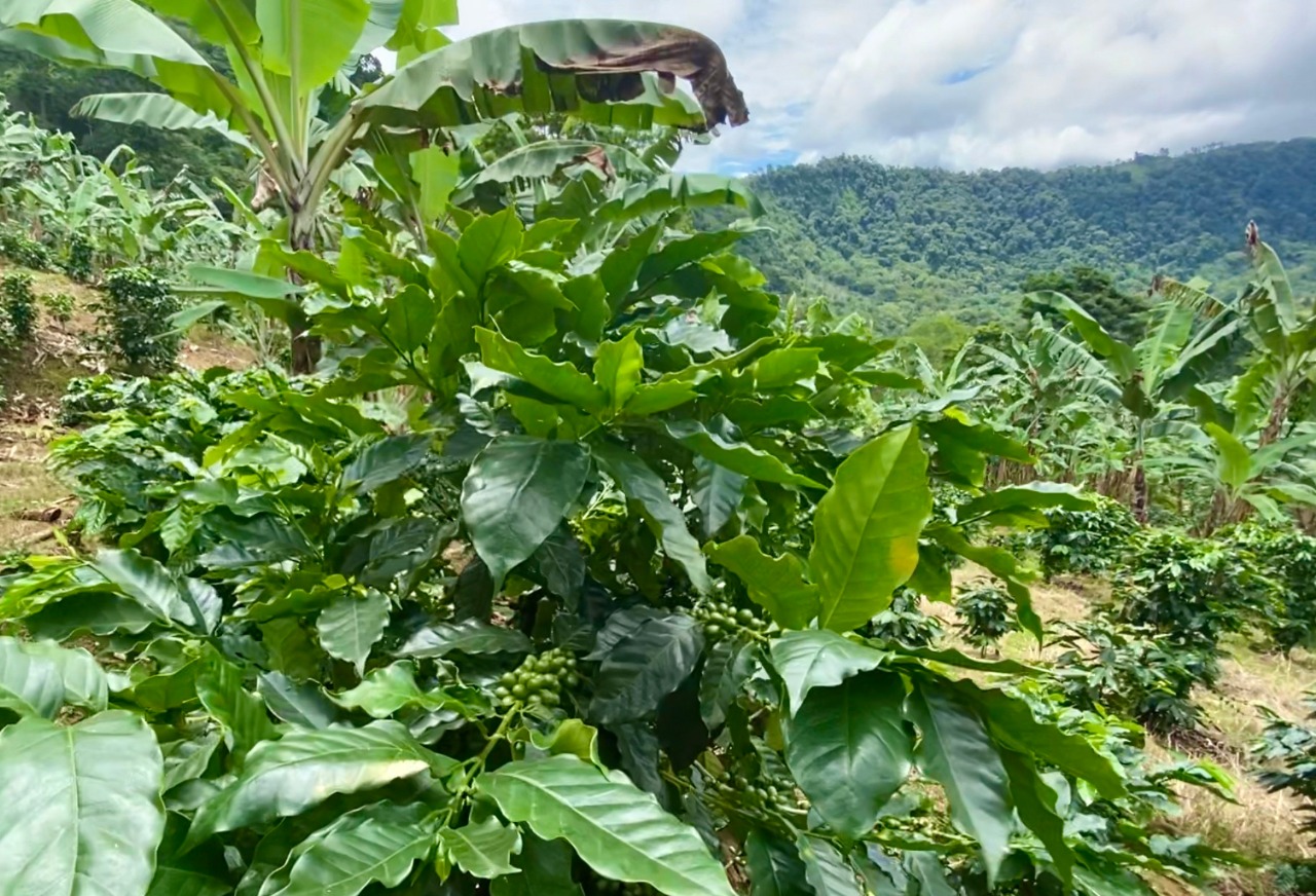 0 bed Land For Sale in Uvita, Puntarenas - thumb 14