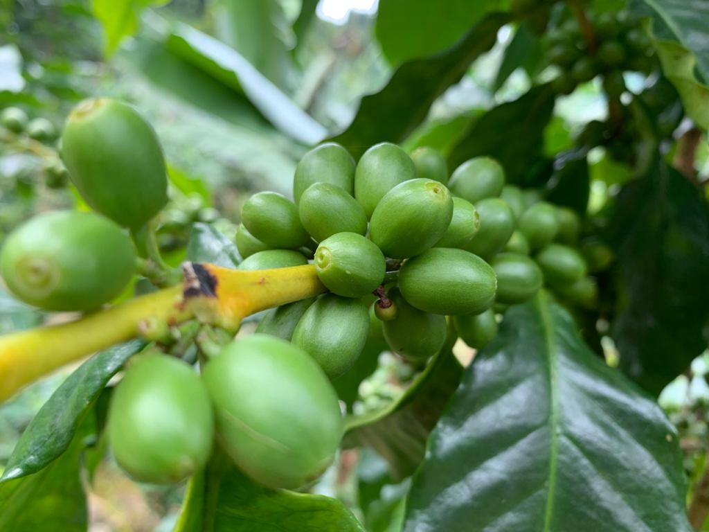 0 bed Land For Sale in Uvita, Puntarenas - thumb 6