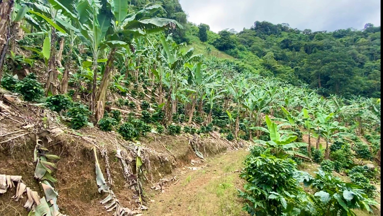 0 bed Land For Sale in Uvita, Puntarenas - thumb 15