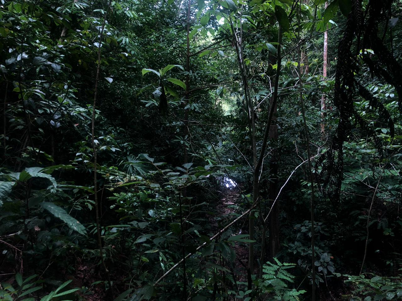 1 bed Land For Sale in Dominical, Puntarenas - thumb 6