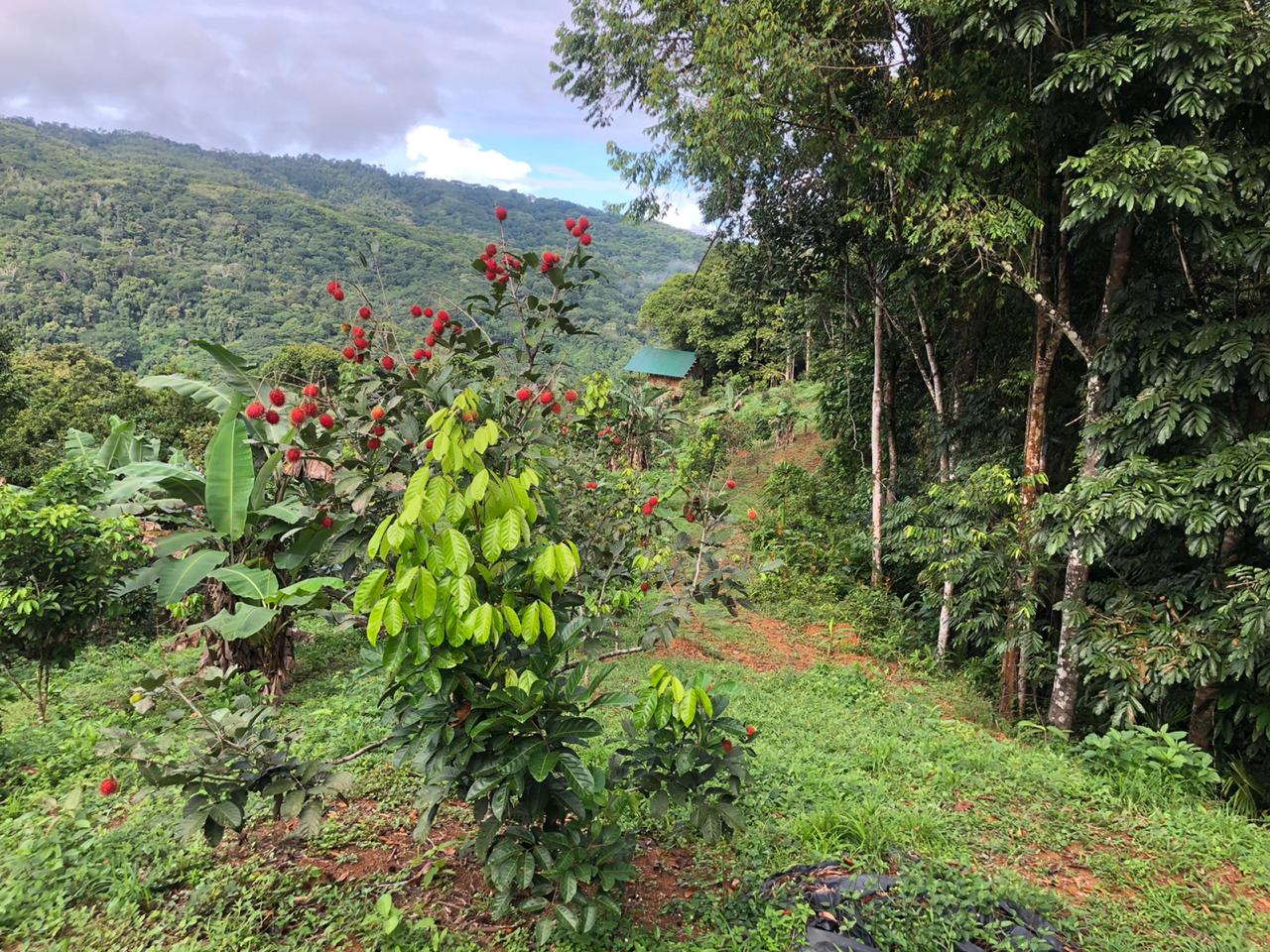 1 bed Land For Sale in Dominical, Puntarenas - thumb 9