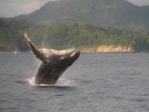 0 bed Land For Sale in Playas Del Coco, Guanacaste - thumb 8