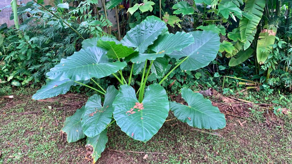 0 bed Land For Sale in Uvita, Puntarenas - thumb 9