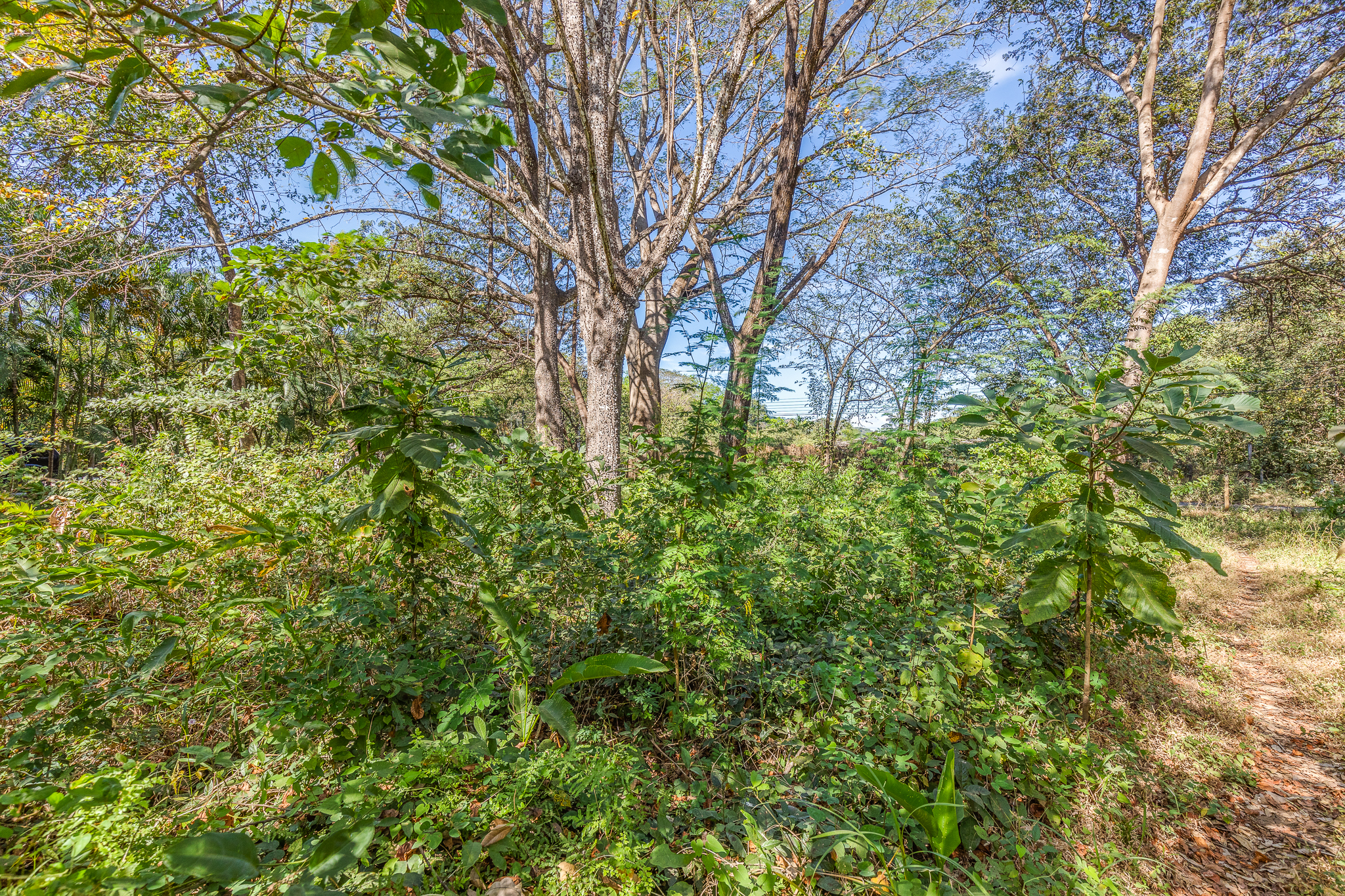 0 bed Land For Sale in Nosara, Guanacaste - thumb 6