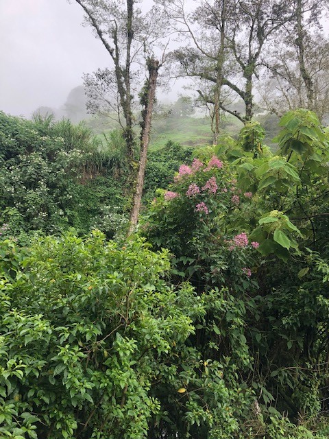 0 bed Land For Sale in San Rafael, San Jose - thumb 4