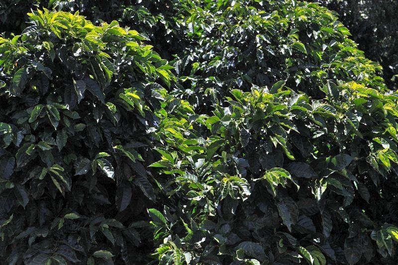 0 bed Land For Sale in San Isidro, Heredia - thumb 2