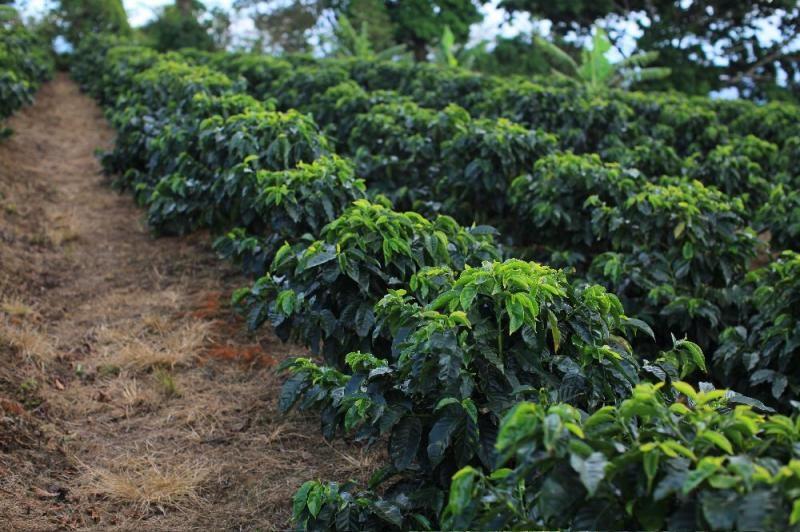 0 bed Land For Sale in San Isidro, Heredia - thumb 1