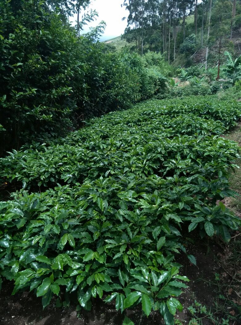 0 bed Land For Sale in Paraíso, Cartago - thumb 8