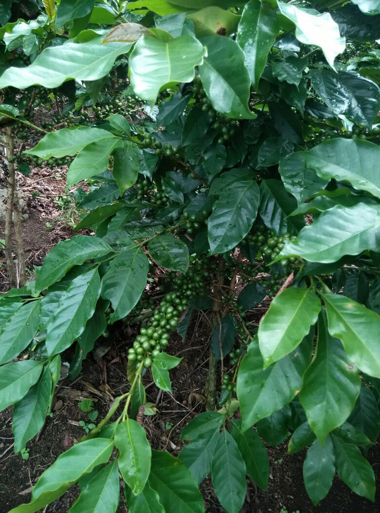 0 bed Land For Sale in Paraíso, Cartago - thumb 6