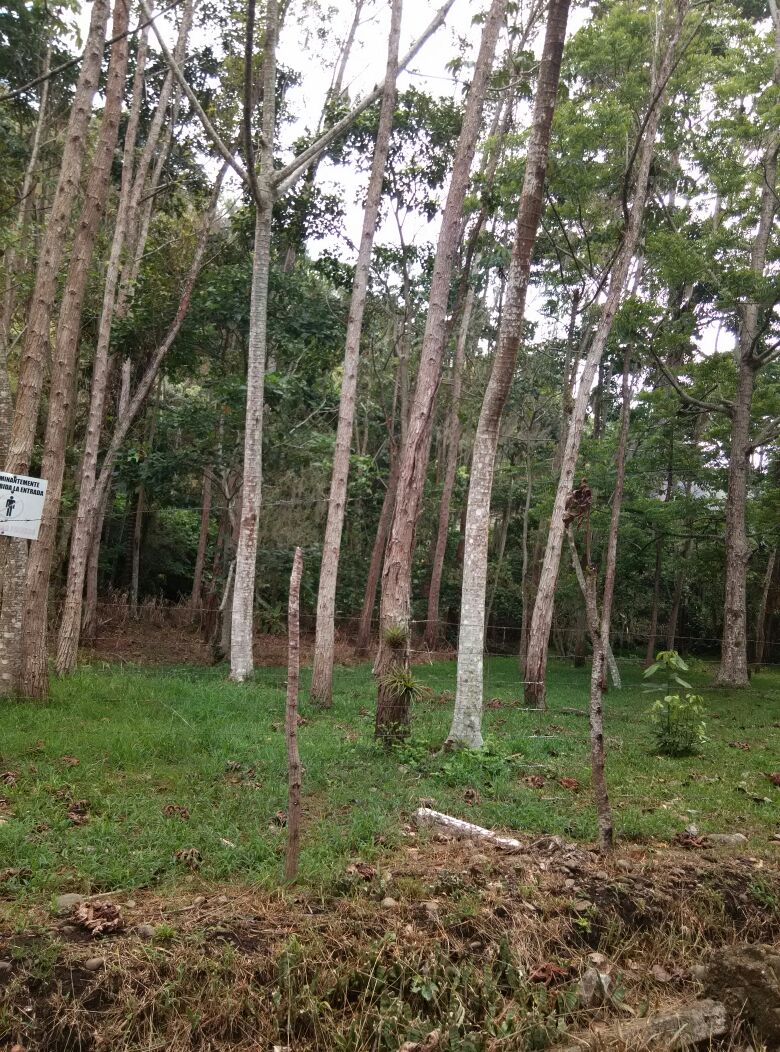0 bed Land For Sale in Paraíso, Cartago - thumb 5