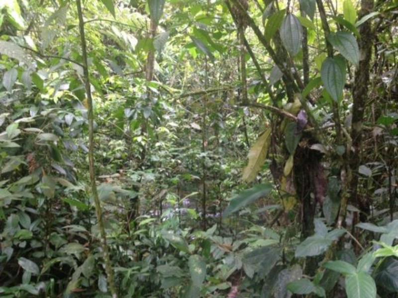 2 bed Land For Sale in Sarapiqui, Heredia - 1