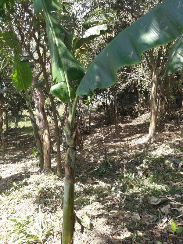 0 bed Land For Sale in Guadalupe, San Jose - thumb 9