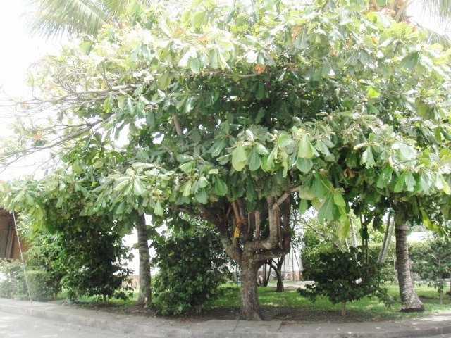 4 bed Single Family Homes For Sale in Santa Ana, San Jose - thumb 10