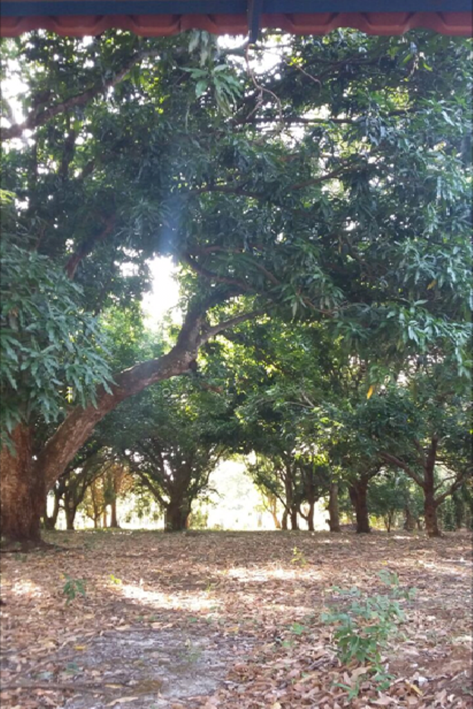 0 bed Land For Sale in Orotina, Alajuela - thumb 4