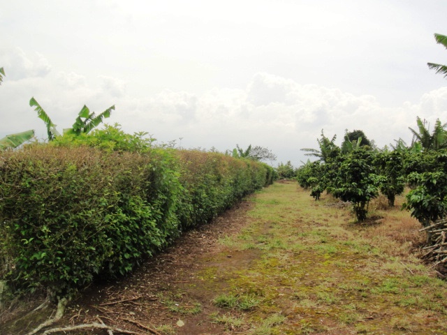 4 bed Single Family Homes For Sale in San Isidro, Heredia - thumb 5