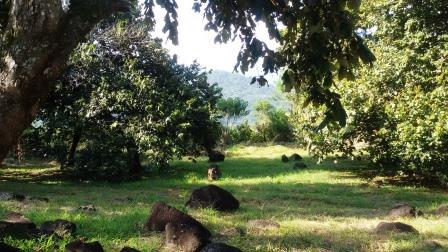 0 bed Land For Sale in La Guacima, Alajuela - thumb 4