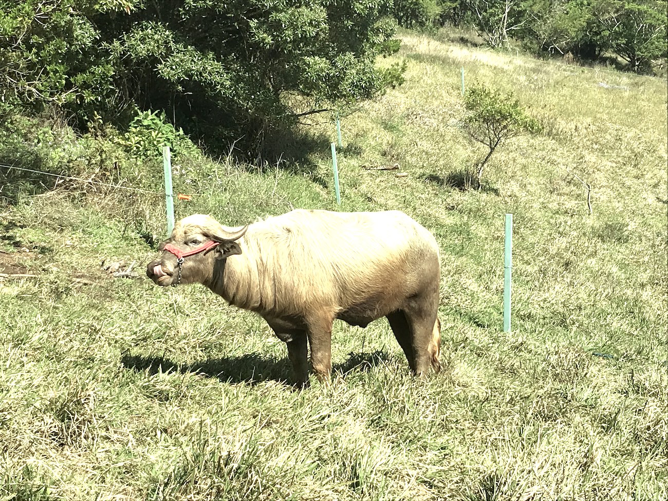 0 bed Land For Sale in San Isidro, Heredia - thumb 3