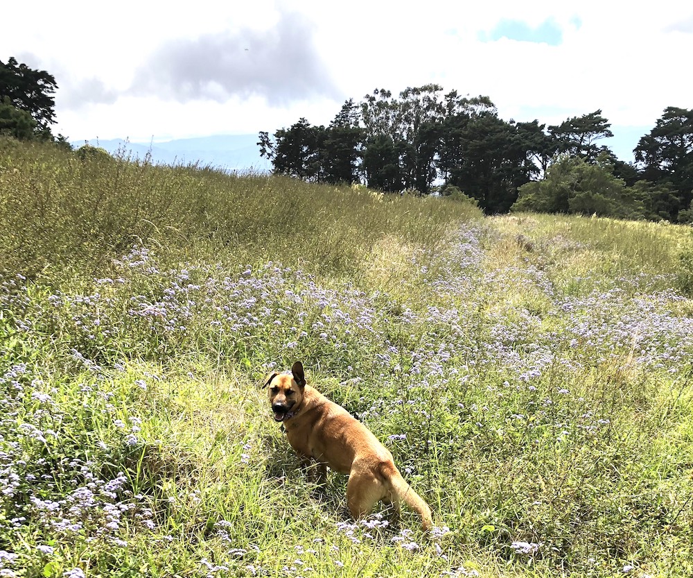 0 bed Land For Sale in San Isidro, Heredia - thumb 17