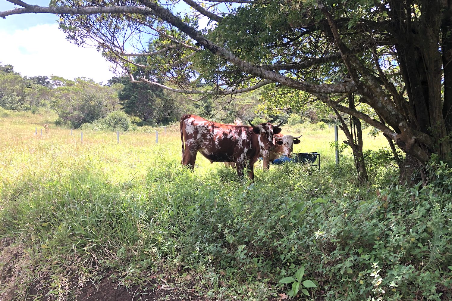 0 bed Land For Sale in San Isidro, Heredia - thumb 8