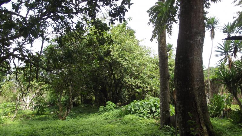 0 bed Land For Sale in Tres Ríos, Cartago - thumb 9
