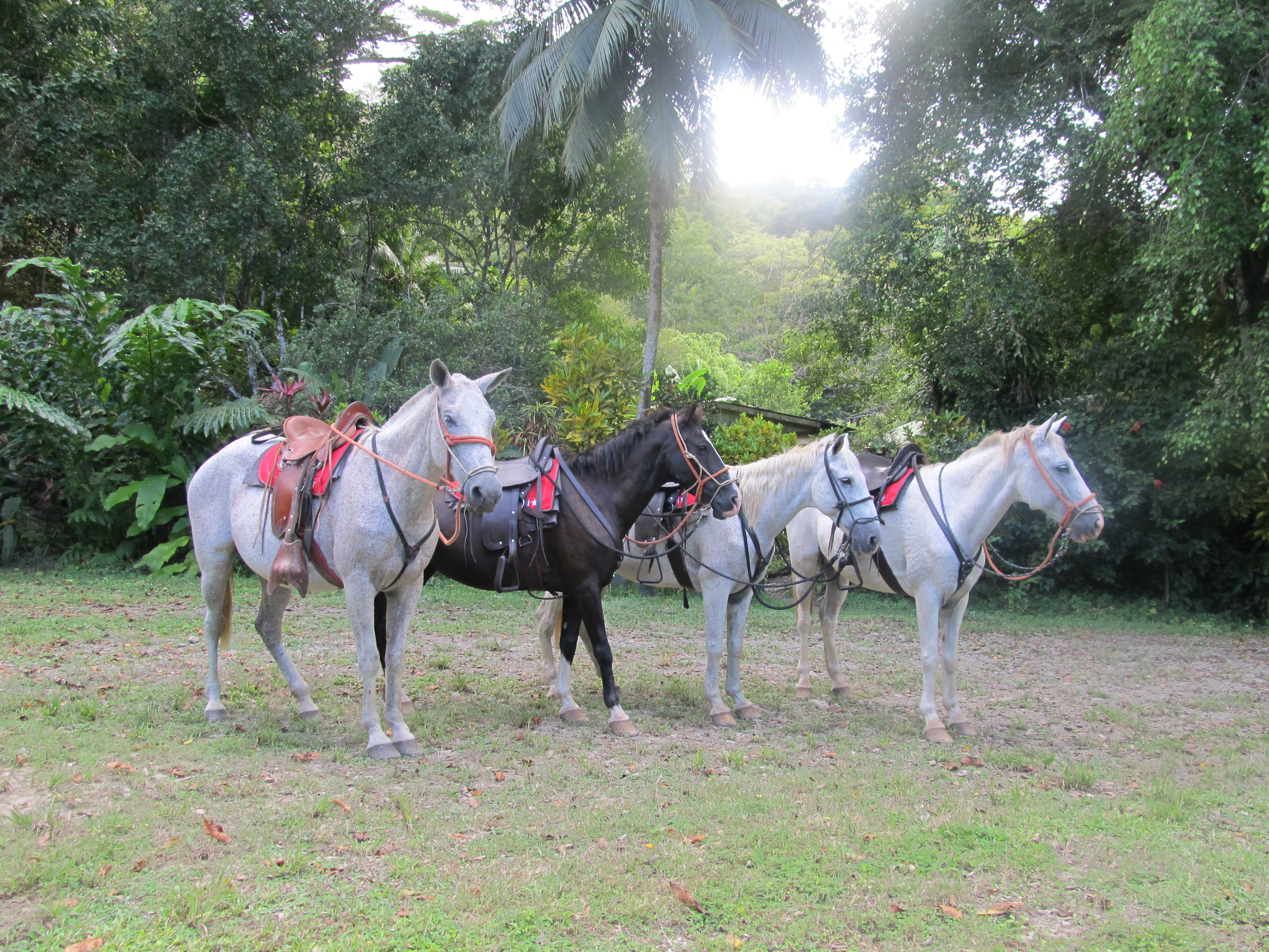 8 bed Hotel / Leisure For Sale in Puntarenas, Puntarenas - thumb 30