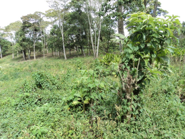 0 bed Land For Sale in San Ramón, Cartago - thumb 1