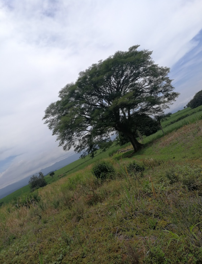 0 bed Land For Sale in Grecia, Alajuela - thumb 12