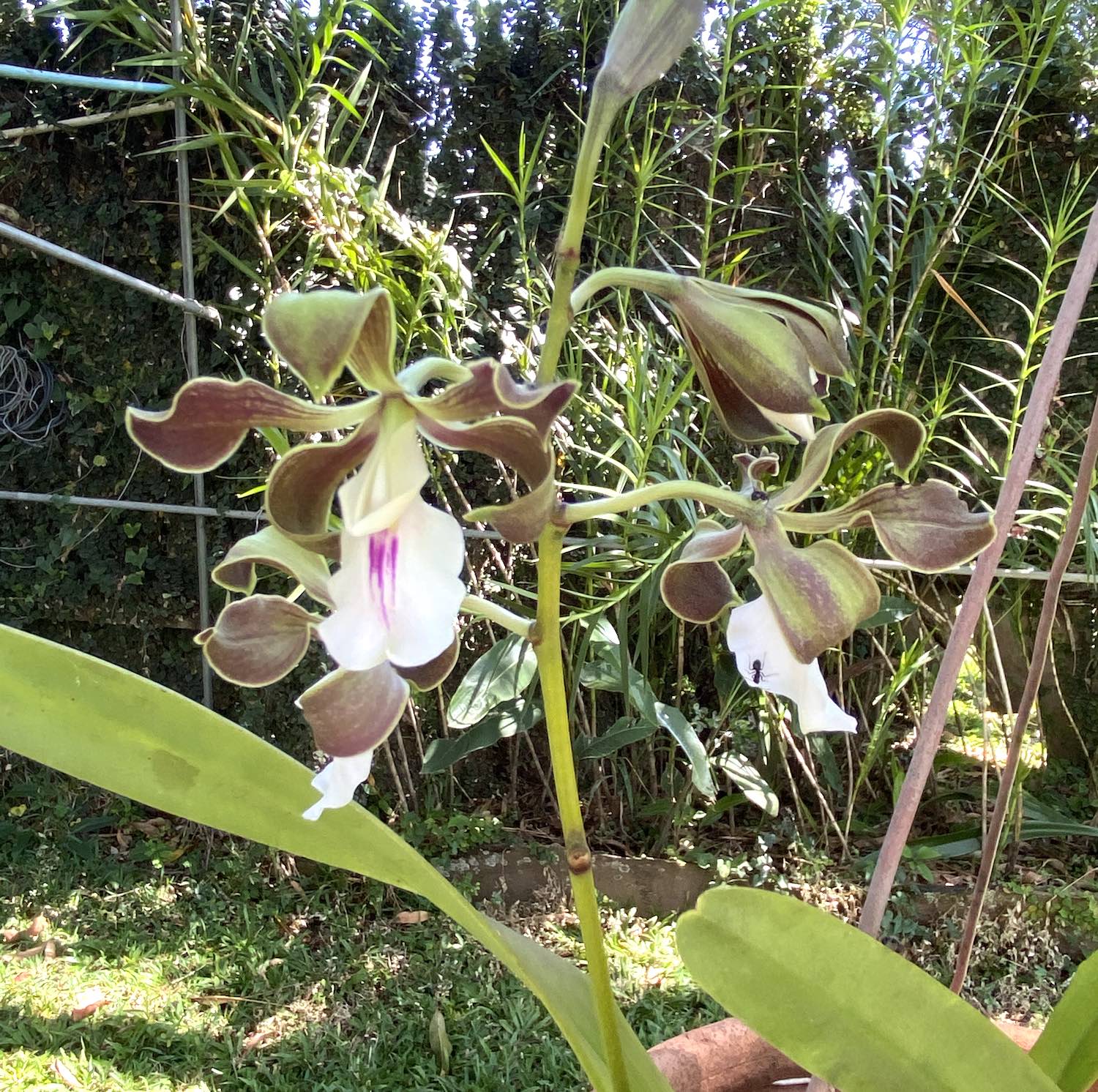 7 bed Single Family Homes For Sale in La Garita, Alajuela - thumb 27