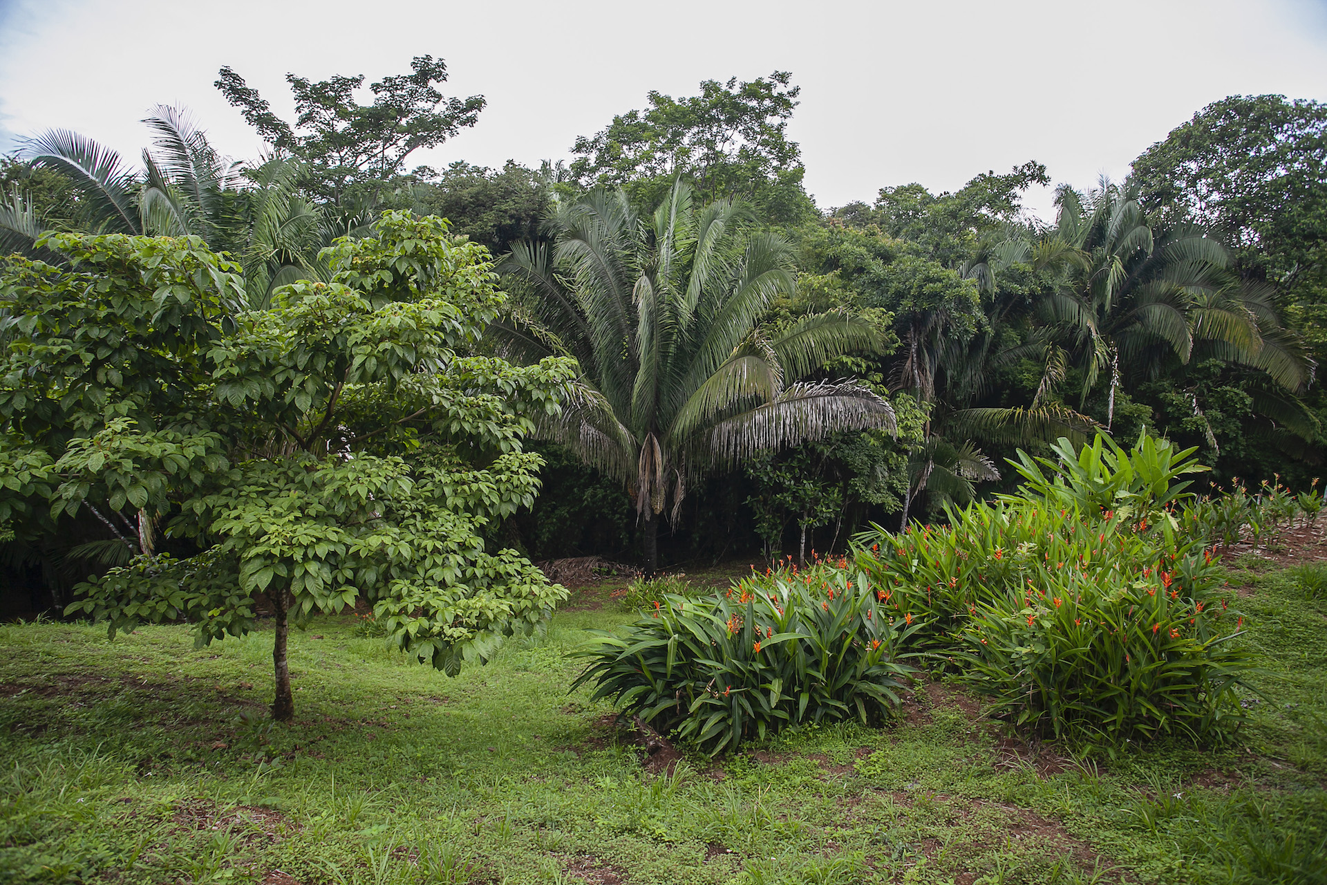 5 bed Single Family Homes For Sale in Quepos, Puntarenas - thumb 13