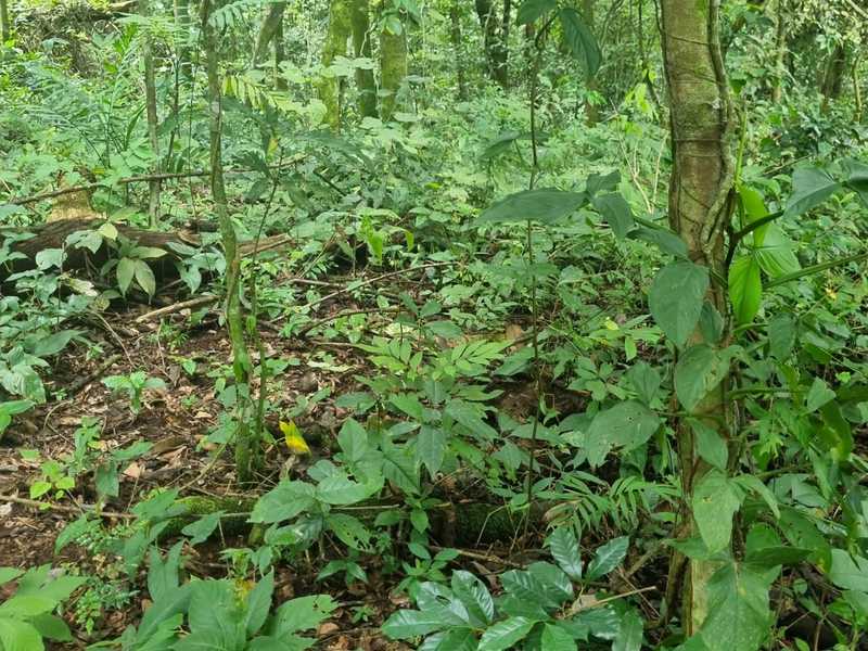 0 bed Land For Sale in Atenas, Alajuela - hero 16