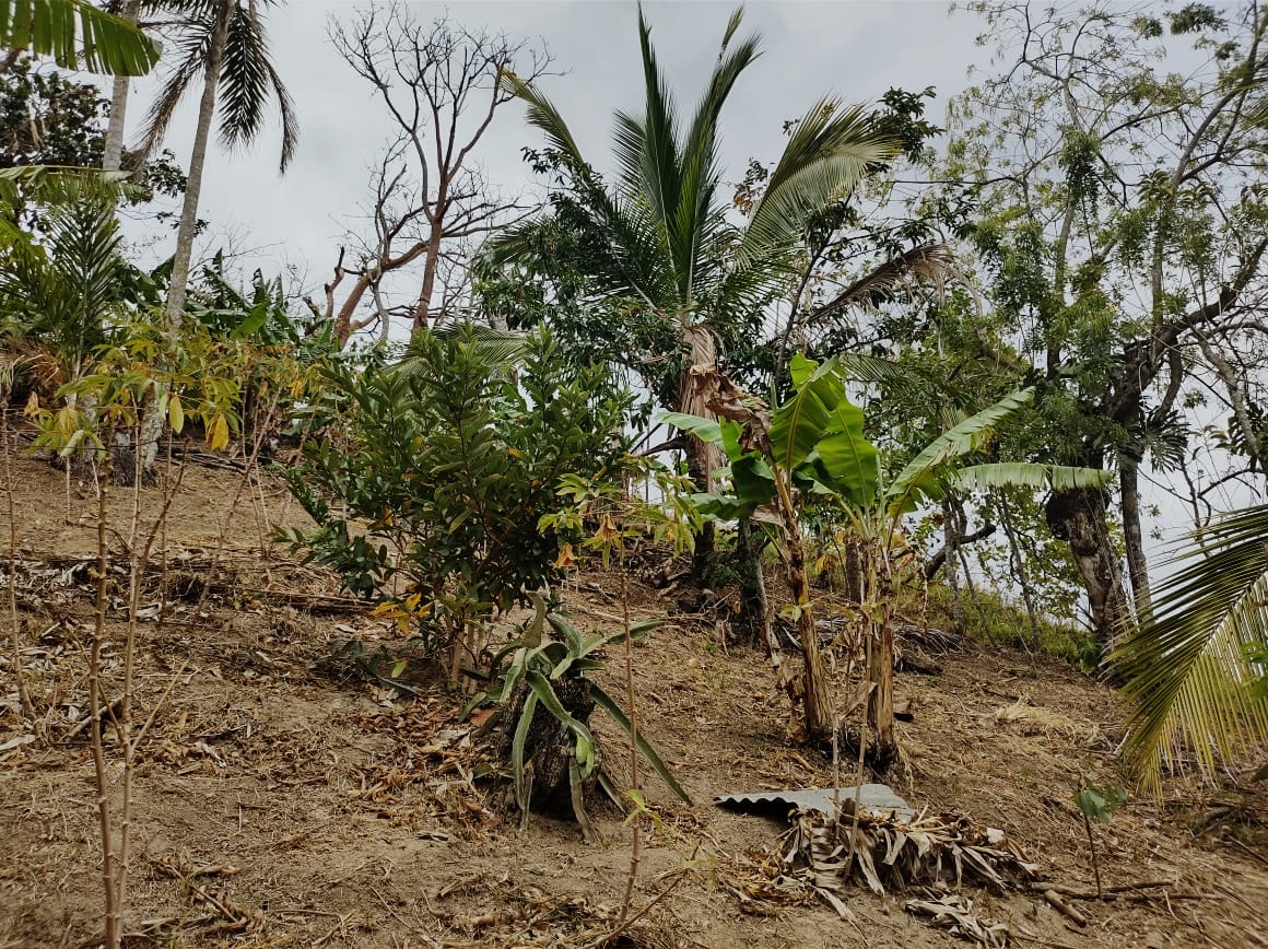 0 bed Land For Sale in Atenas, Alajuela - thumb 3