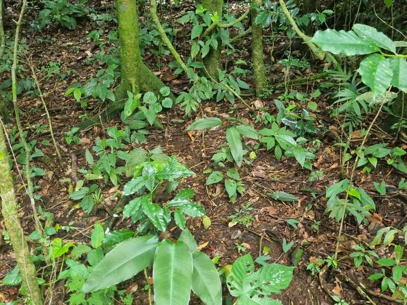 0 bed Land For Sale in Atenas, Alajuela - hero 17