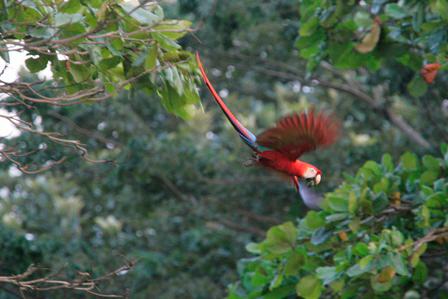 0 bed Land For Sale in Sierpe, Puntarenas - thumb 10