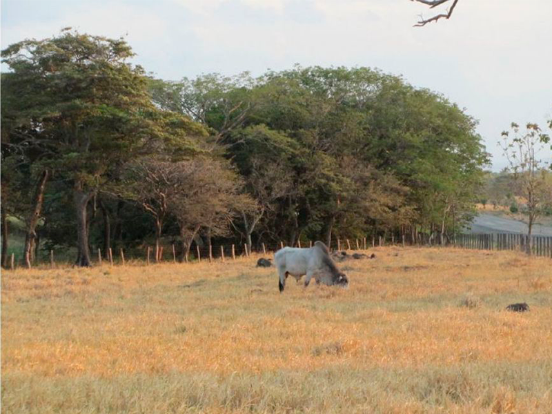 0 bed Land For Sale in Canas, Guanacaste - thumb 16