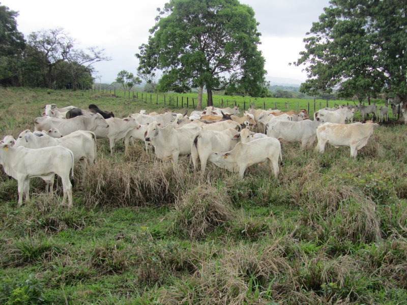 0 bed Land For Sale in Canas, Guanacaste - thumb 17