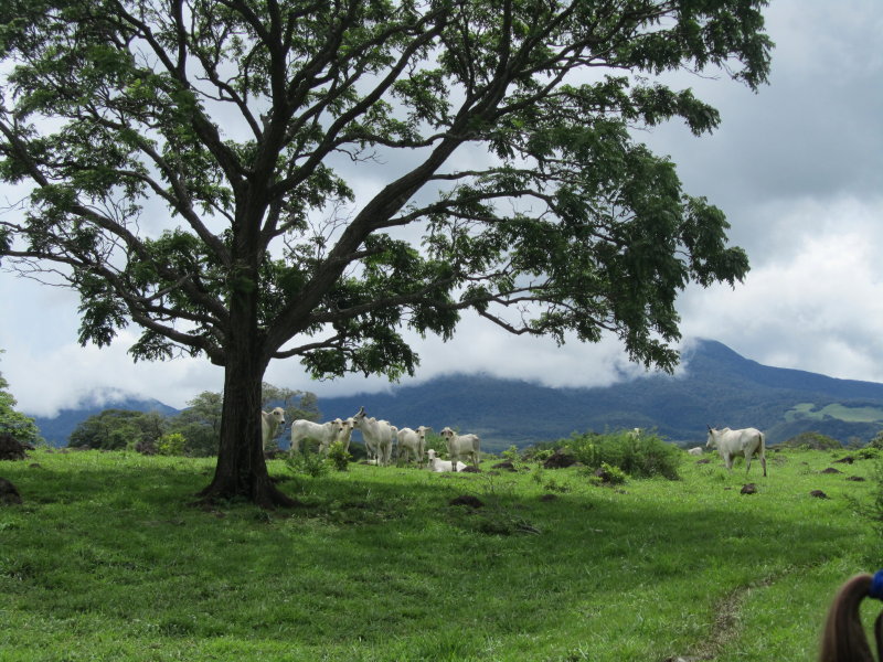 0 bed Land For Sale in Canas, Guanacaste - thumb 15