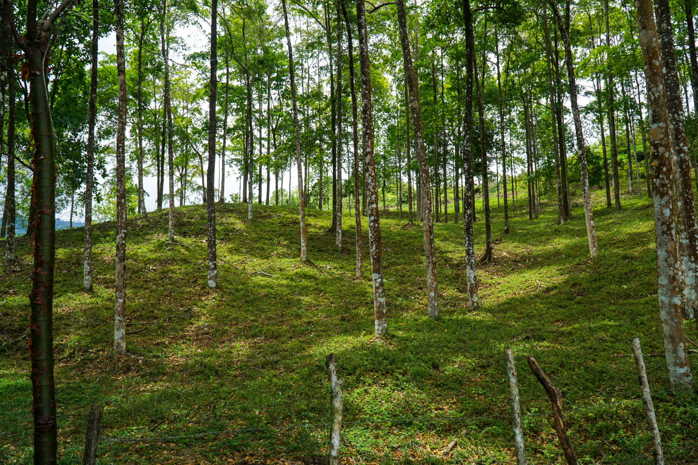 3 bed Single Family Homes For Sale in Ciudad Cortes, Puntarenas - thumb 25