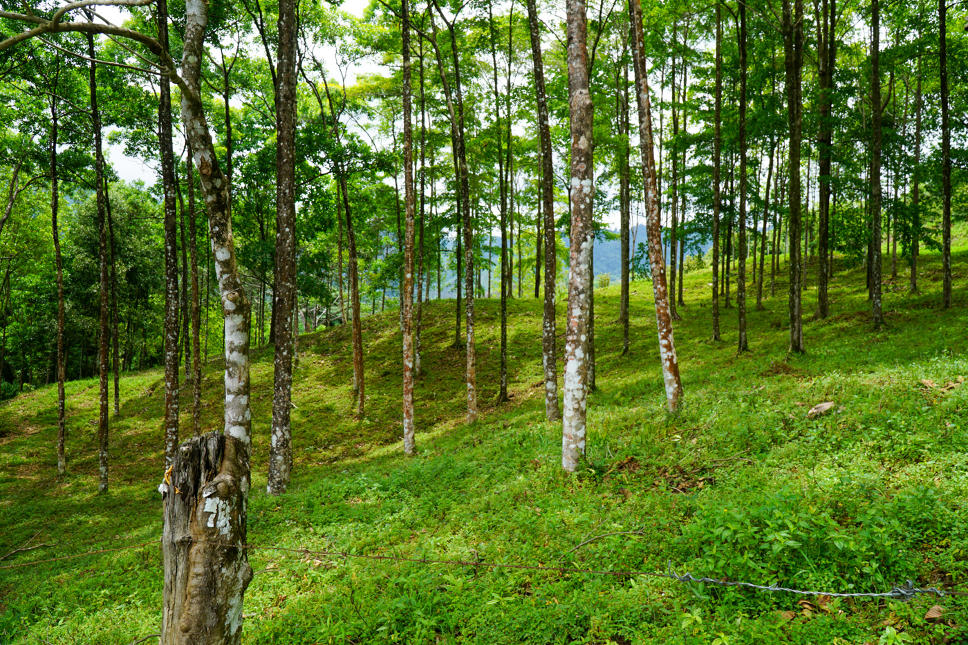 3 bed Single Family Homes For Sale in Ciudad Cortes, Puntarenas - thumb 24