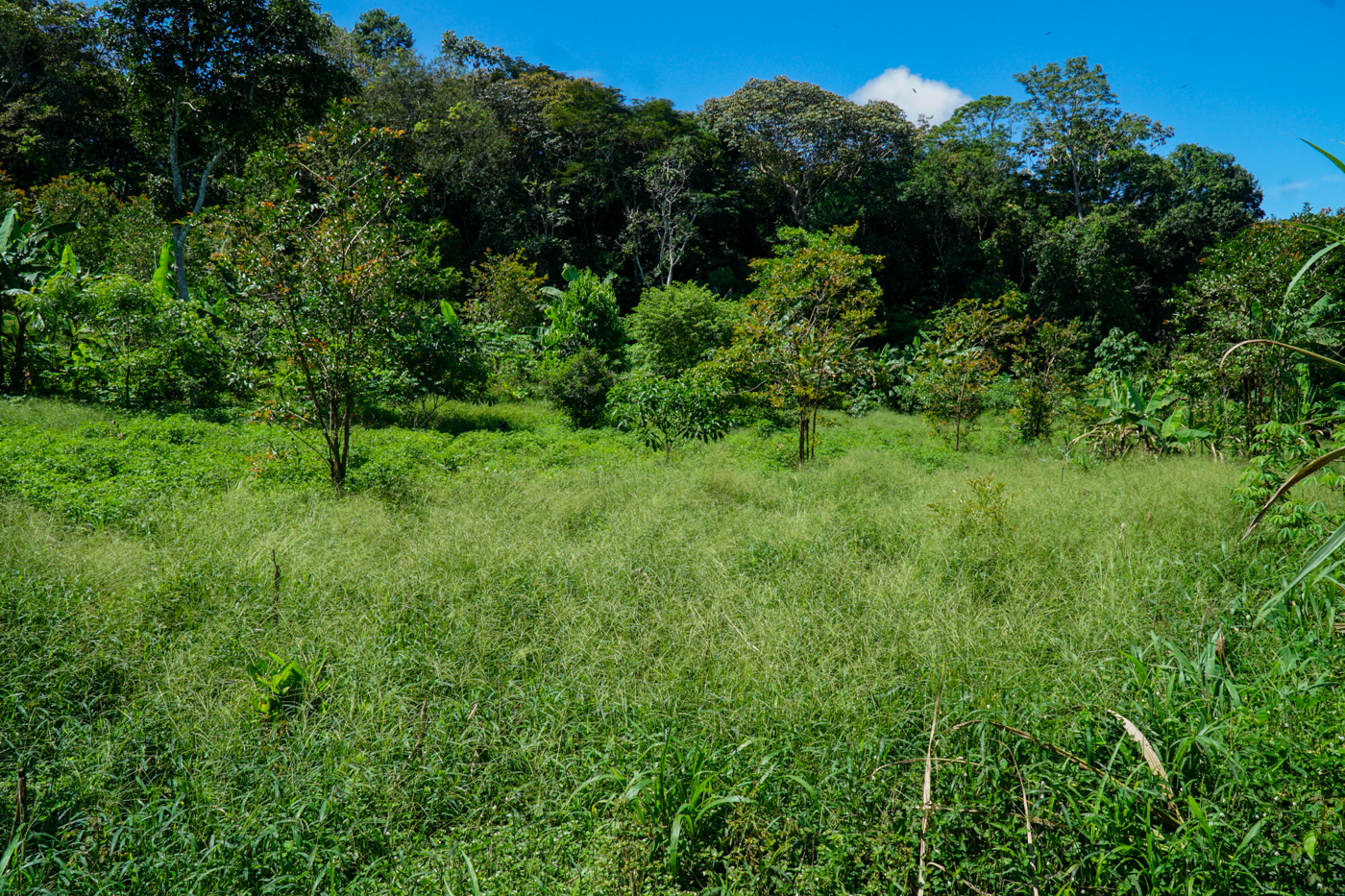 0 bed Land For Sale in Perez Zeledon, San Jose - thumb 9