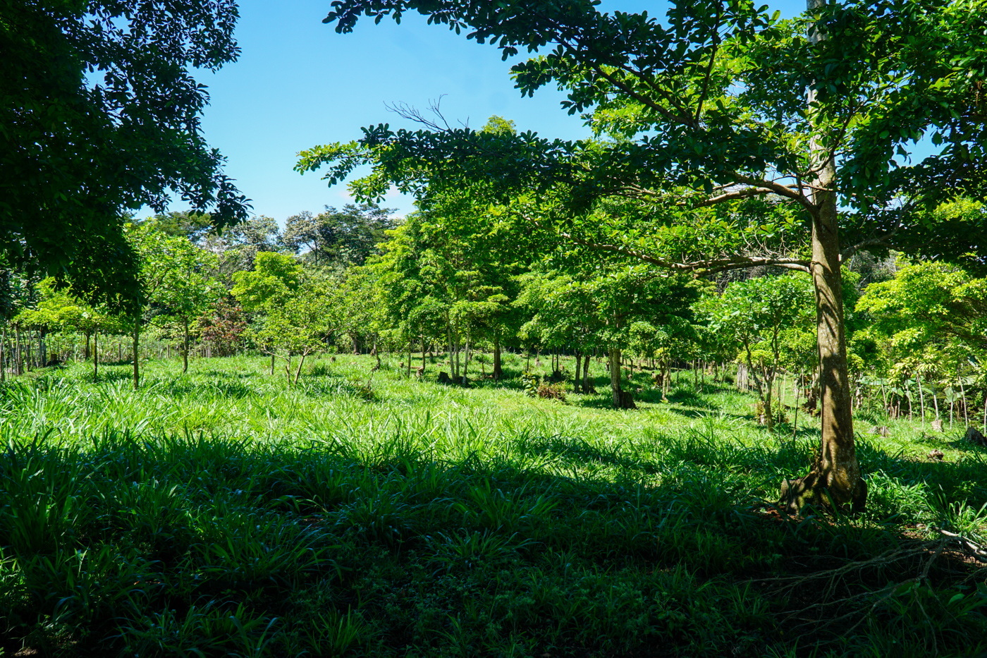 0 bed Land For Sale in Perez Zeledon, San Jose - thumb 5